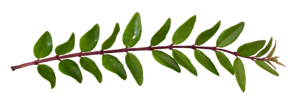 Ветка растения