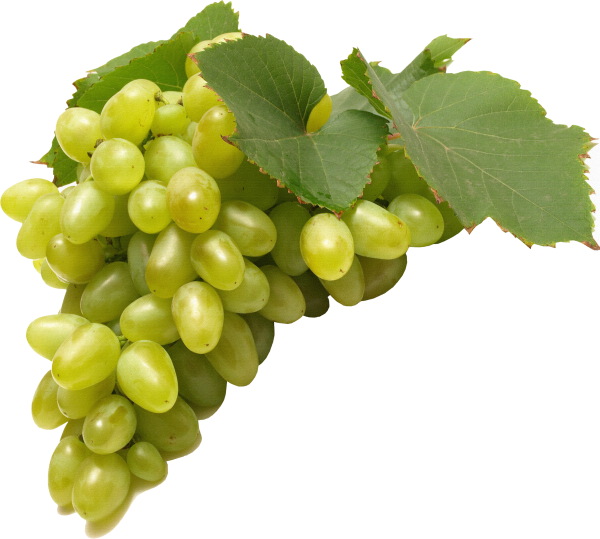 Виноград Изабелла белая