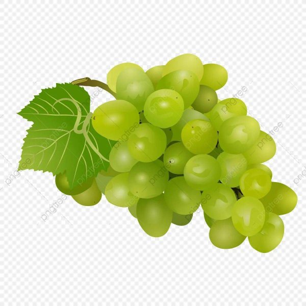 Виноград векторный
