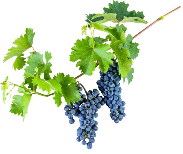 Виноградная лоза бластберии