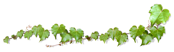 Виноградная ветка на прозрачном фоне