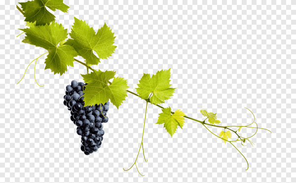 Виноградная лоза