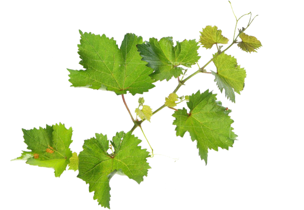 Ветка виноградной лозы