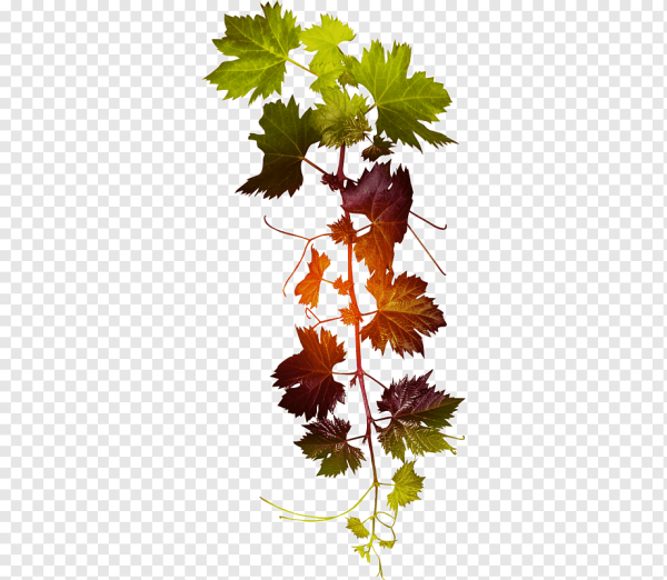 Виноградная лоза листья