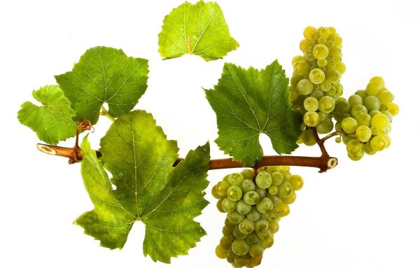 Шардоне виноград
