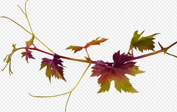 Виноградные листья на прозрачном фоне