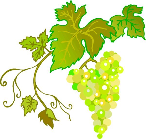 Виноград листья лоза прозрачный фон