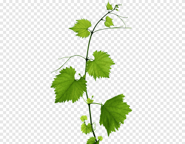 Виноградная лоза листья