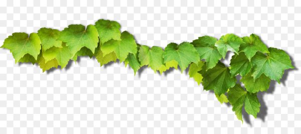 Виноградная лоза листья