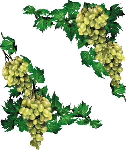 Виноградная лоза