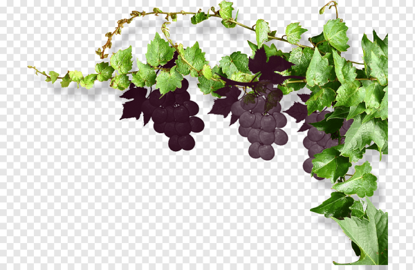 Лоза Виноградная листья вектор