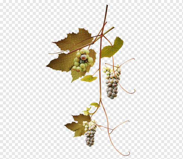 Лист лозы винограда