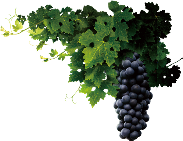 Ветка винограда