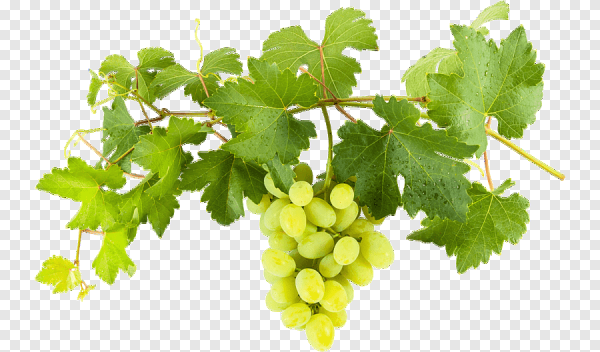 Виноградные листья на прозрачном фоне