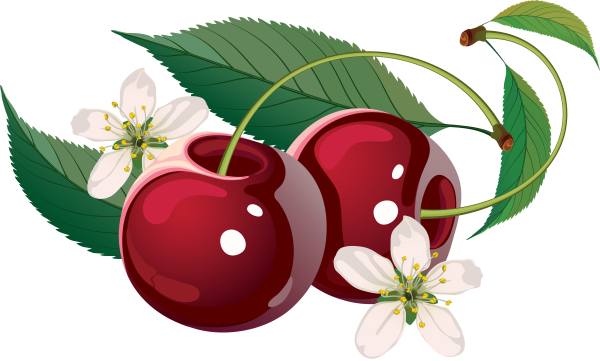 Вишня вектор