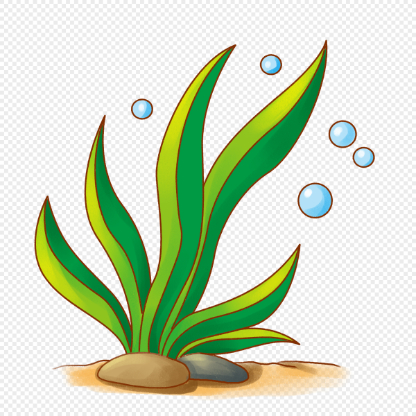 Водоросли для детей