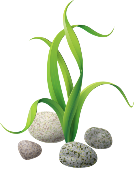 Водоросли клипарт