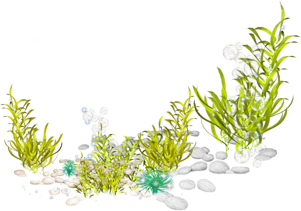 Водоросли без фона