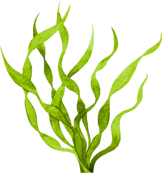 Фукоидан в бурых водорослях