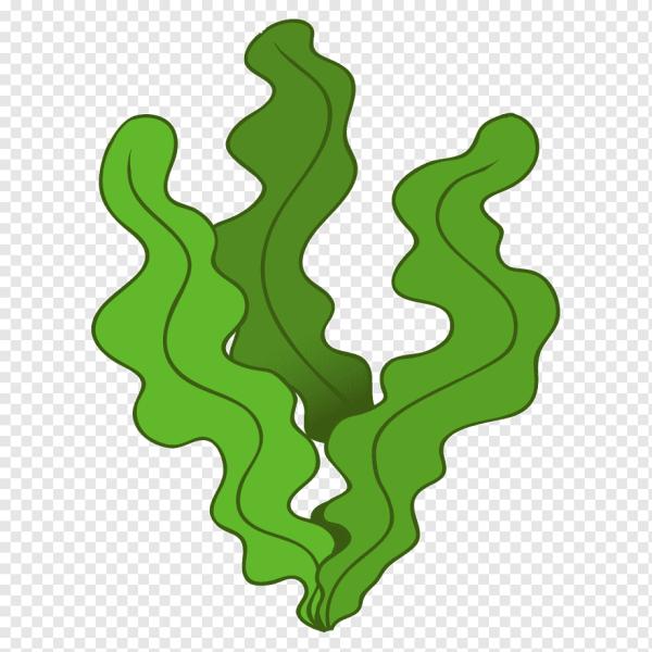 Водоросли мультяшные