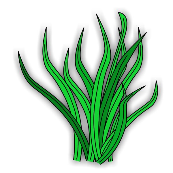 Водоросли на белом фоне