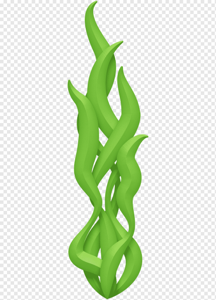 Ariel водоросли