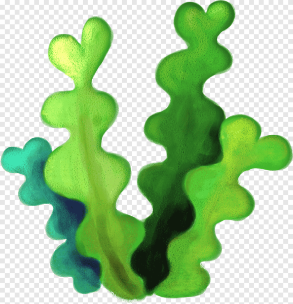 Водоросли для детей