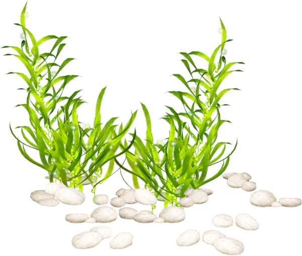 Морские растения для аквариума