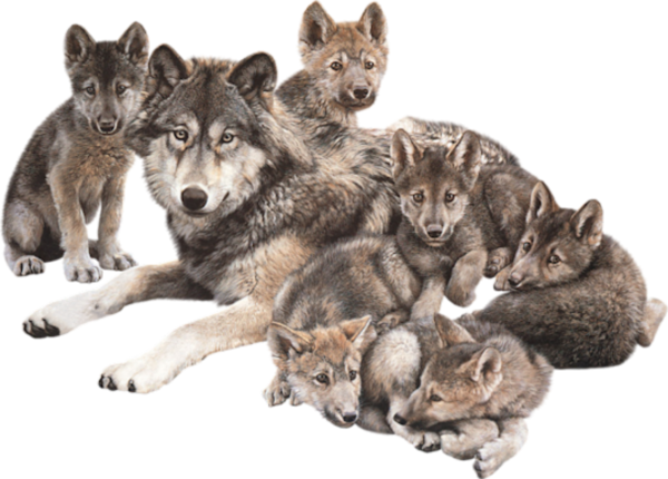 Стая Волков на белом фоне
