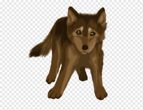 Волчонок на прозрачном фоне