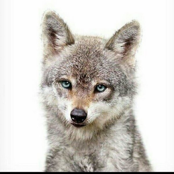 Волчонок животное