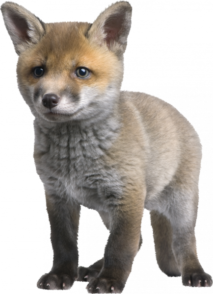 Лиса фото на белом фоне