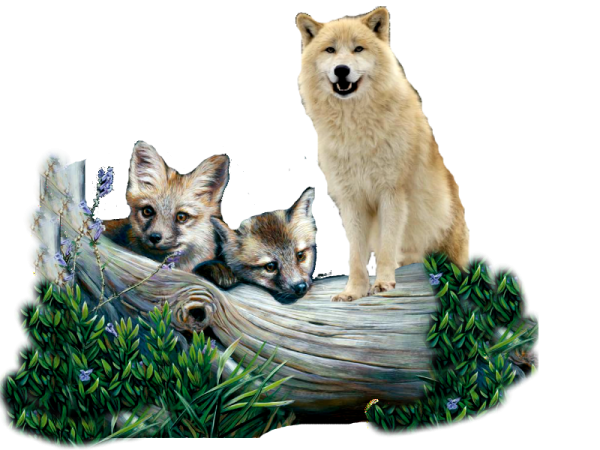 Волчонок на прозрачном фоне