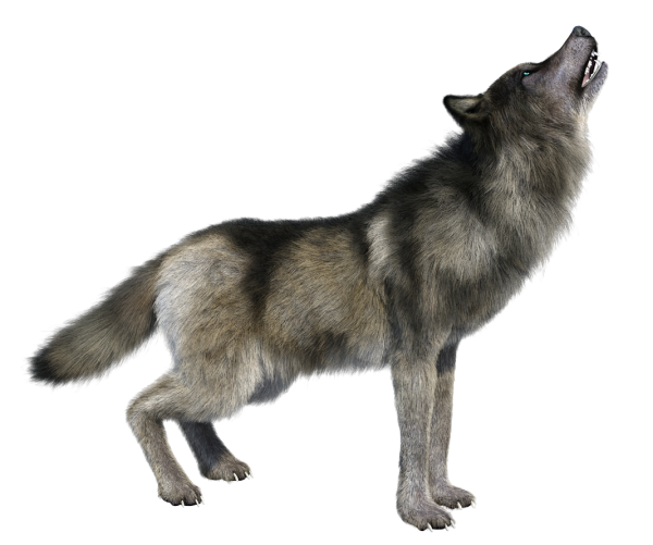 Волк на прозрачном фоне