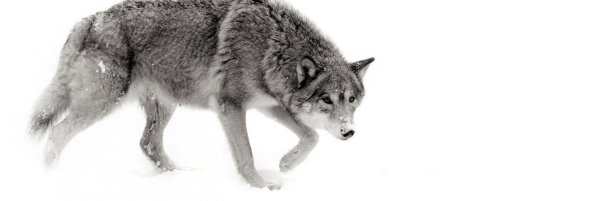 Волк без фона