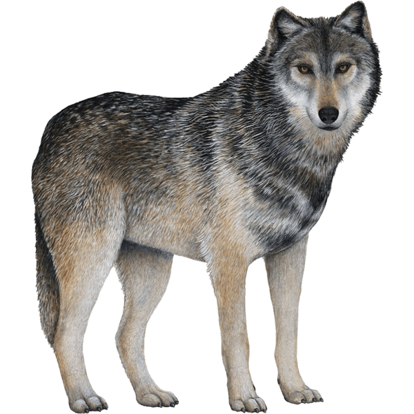 Волк картинка на белом фоне