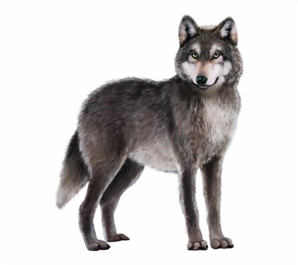 Волк для детей