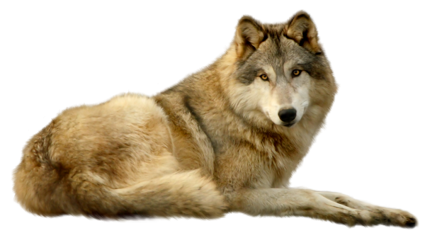 Волк на прозрачном фоне для фотошопа