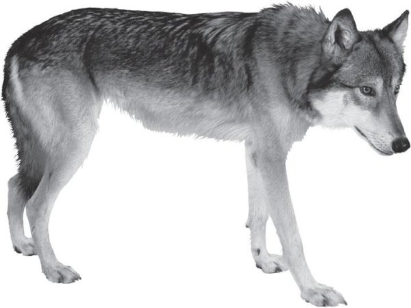 Серый волк на белом фоне