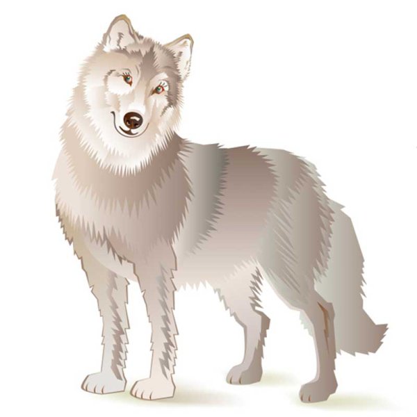 Изображение волка для детей