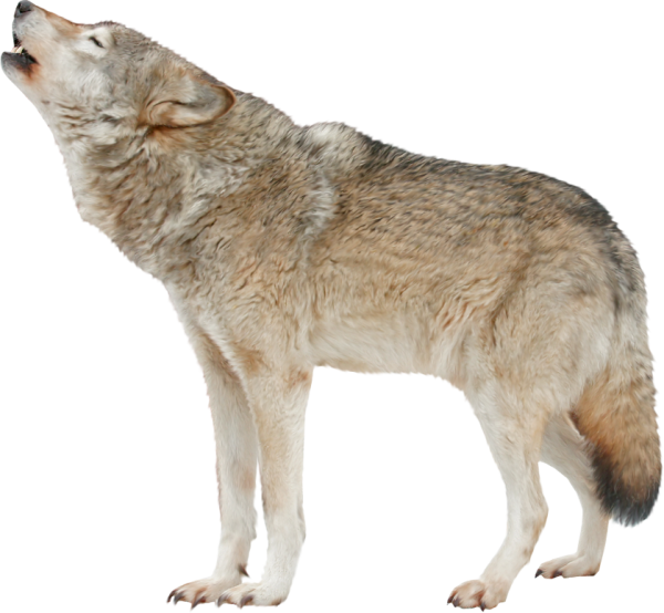 Волк без фона