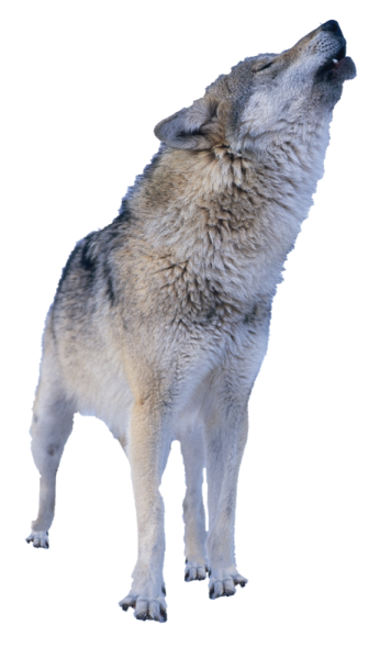 Волк воет на белом фоне