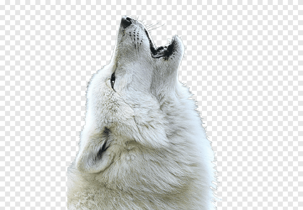 Волк воет на прозрачном фоне