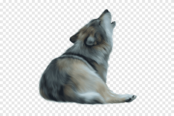 Лежащий волк на белом фоне