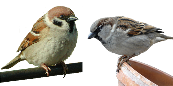 Воробей на прозрачном фоне