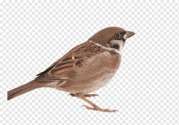 Воробей для детей