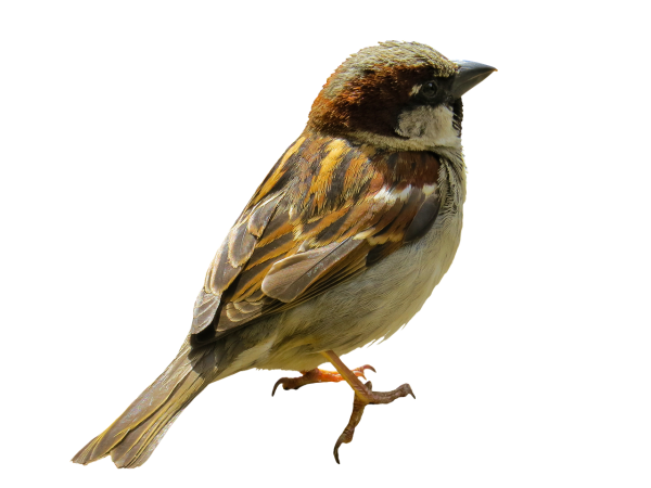 Птицы на прозрачном фоне