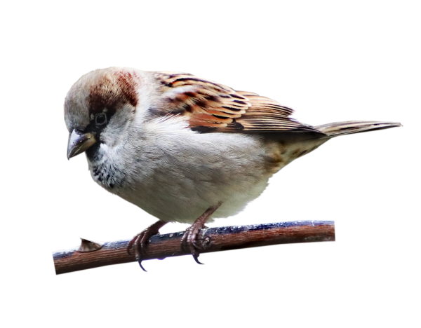 Картинка Воробей на прозрачном фоне