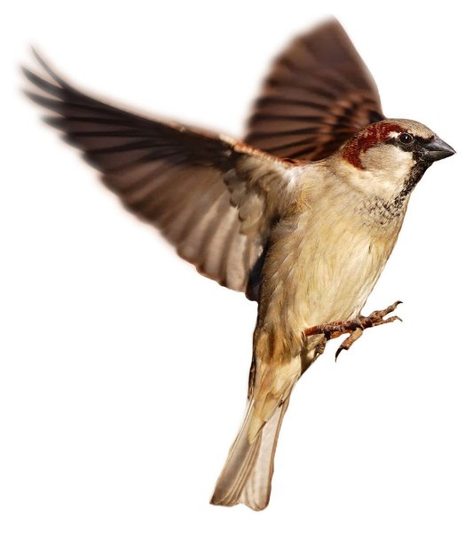 Картинка Воробей для детей на белом фоне