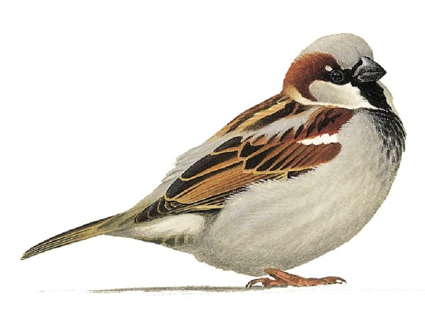 Изображение воробья для детей